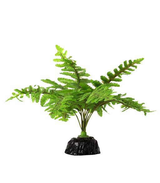 Tropical Terrarium Plants for Reptiles