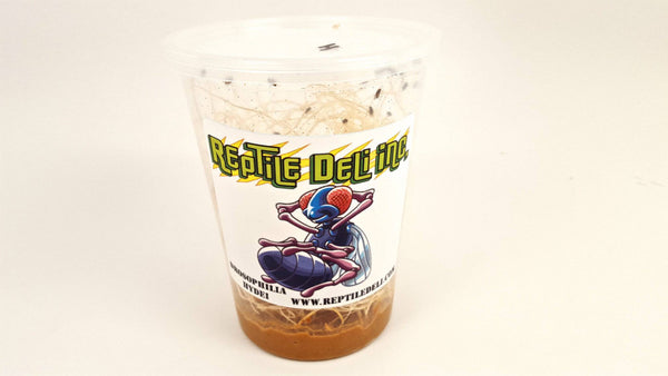 Wholesale Fruit Fly Deli Cups