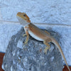 High Color Hypo Witblit Female - Reptile Deli Inc.