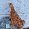 Red Blue Bar Female - Reptile Deli Inc.