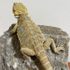 Blue Bar Hypo Leatherback 66% Het Translucent Female - Reptile Deli Inc.