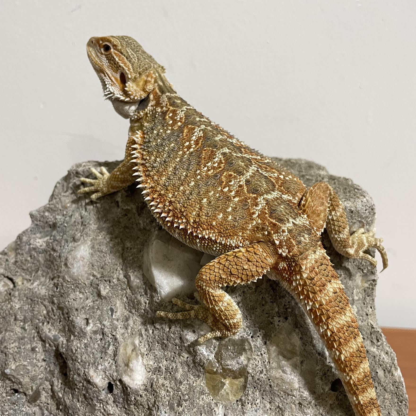 Adult Female Hypo Inferno Blue Bar Bearded Dragon - Exotic Reptiles for Sale