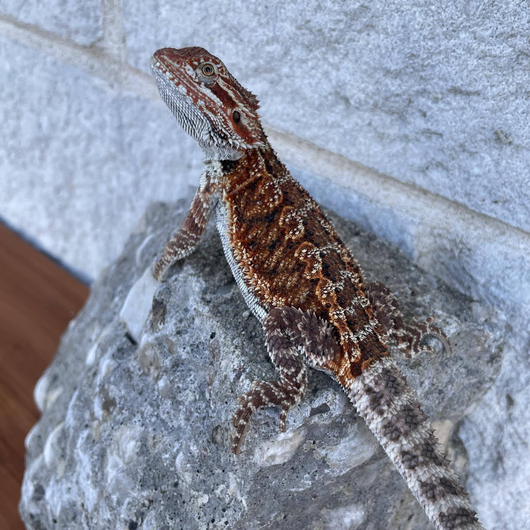 50% Red Monster Het Hypo Poss Het Wits & Translucent Female - Reptile Deli Inc.