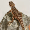 50% Red Monster Double Het Hypo Translucent Male - Reptile Deli Inc.