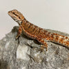 50% Red Monster Double Het Hypo Translucent Male - Reptile Deli Inc.