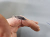 Black - Porcellio Hoffmannseggi Isopods (10 Count) - Reptile Deli Inc.