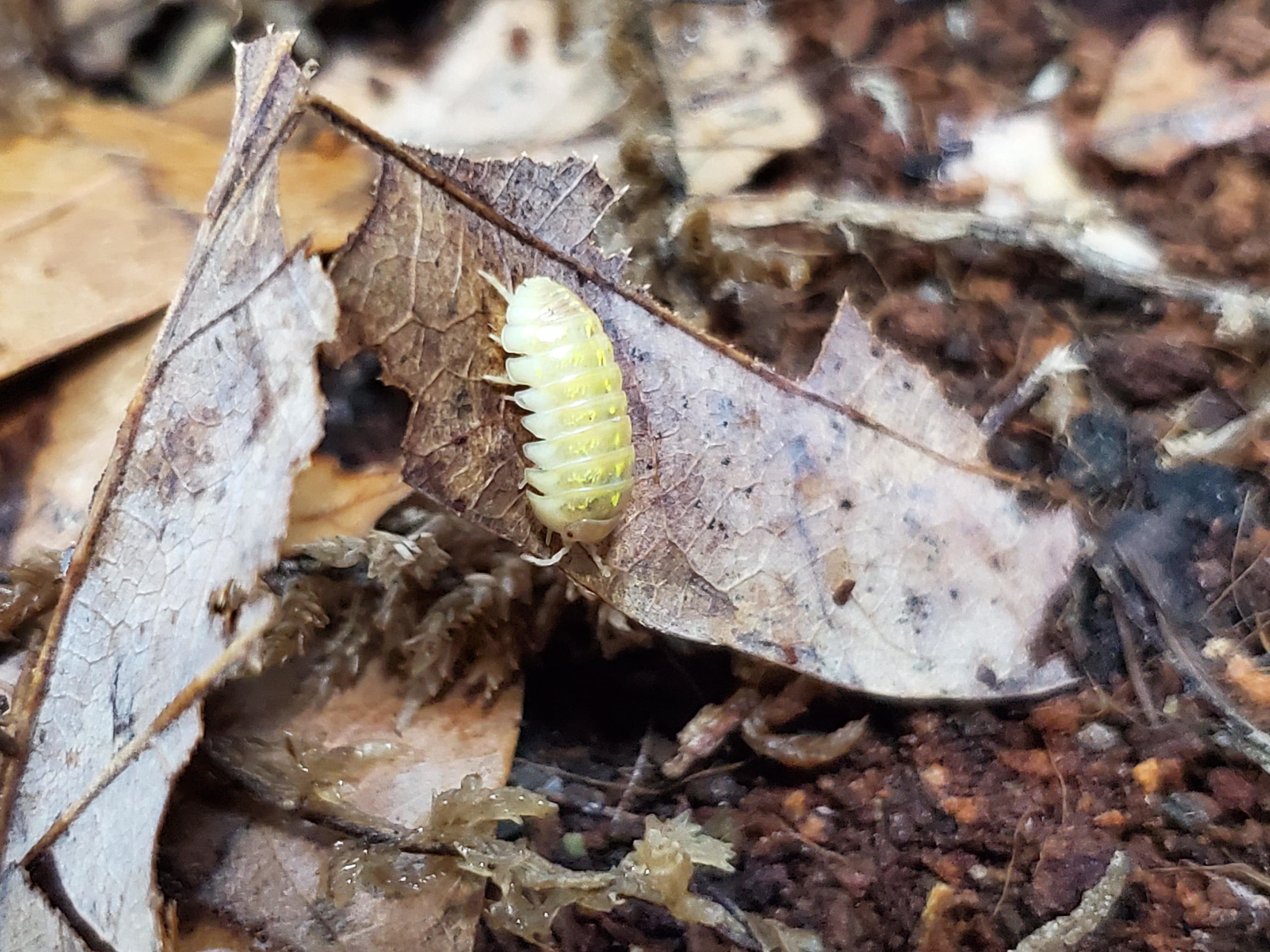 Armadillidium Sp. Albino Isopods (12 Count) - Reptile Deli Inc.