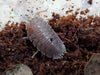 Giant Canyon - Porcellio Dilatatus Isopods(12 Count) - Reptile Deli Inc.