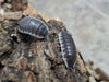 Porcellio sp. Sevilla (12 Count) - Reptile Deli Inc.