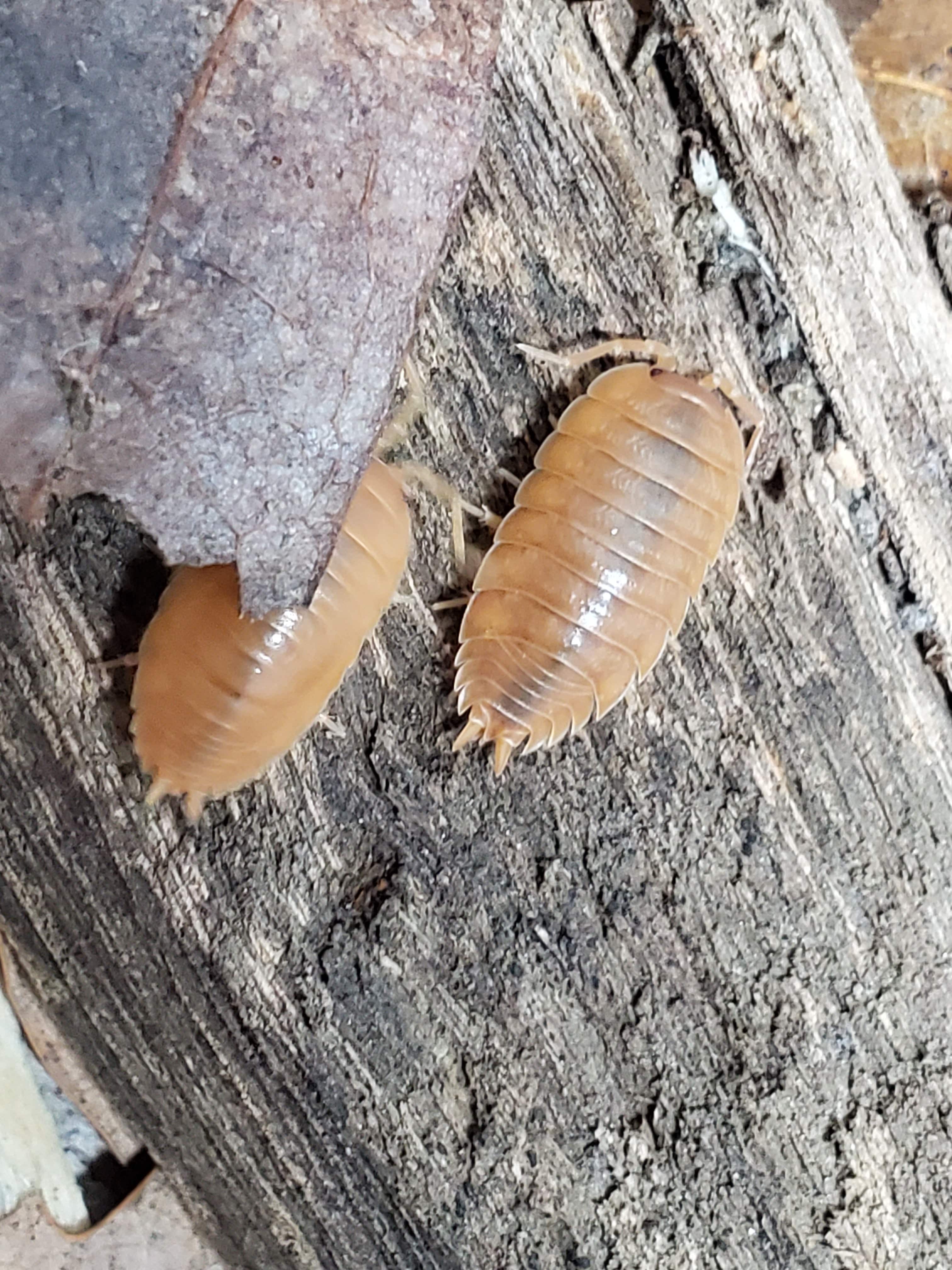 Orange - Porcellio Laevis Isopods (12 Count) - Reptile Deli Inc.