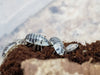 Dairy Cow - Porcellio Laevis Isopods (12 Count) - Reptile Deli Inc.