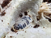 Dairy Cow - Porcellio Laevis Isopods (12 Count) - Reptile Deli Inc.