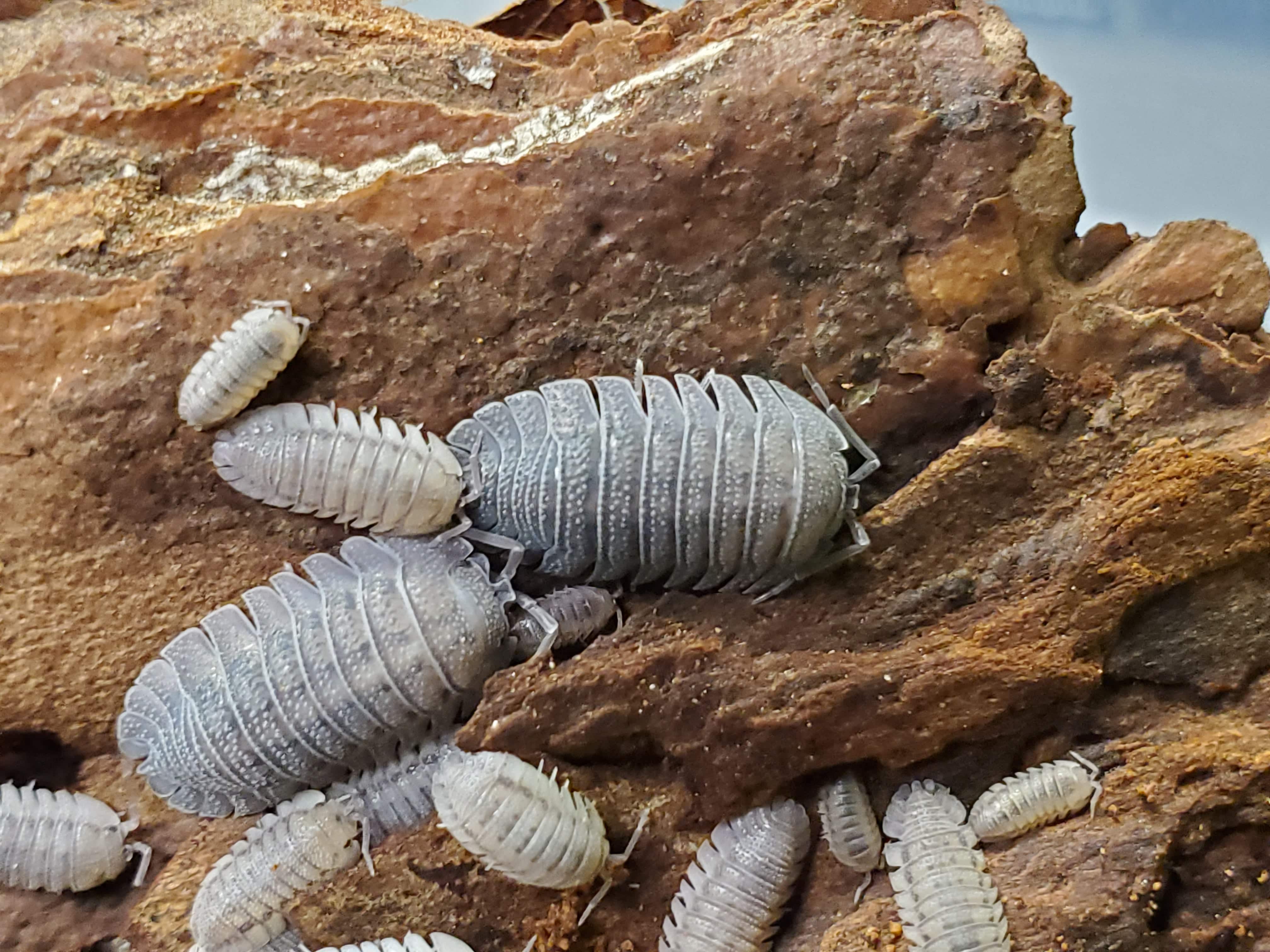 Armadillidium Paraccae Isopods (12 Count) - Reptile Deli Inc.