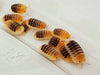 Jupiter - Cubaris Isopods (6 Count) - Reptile Deli Inc.