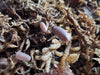 Borneo - Cubaris Sp. Isopods - Reptile Deli Inc.