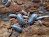 Armadillidium C.F. Frontirostre Isopods(10 Count) - Reptile Deli Inc.