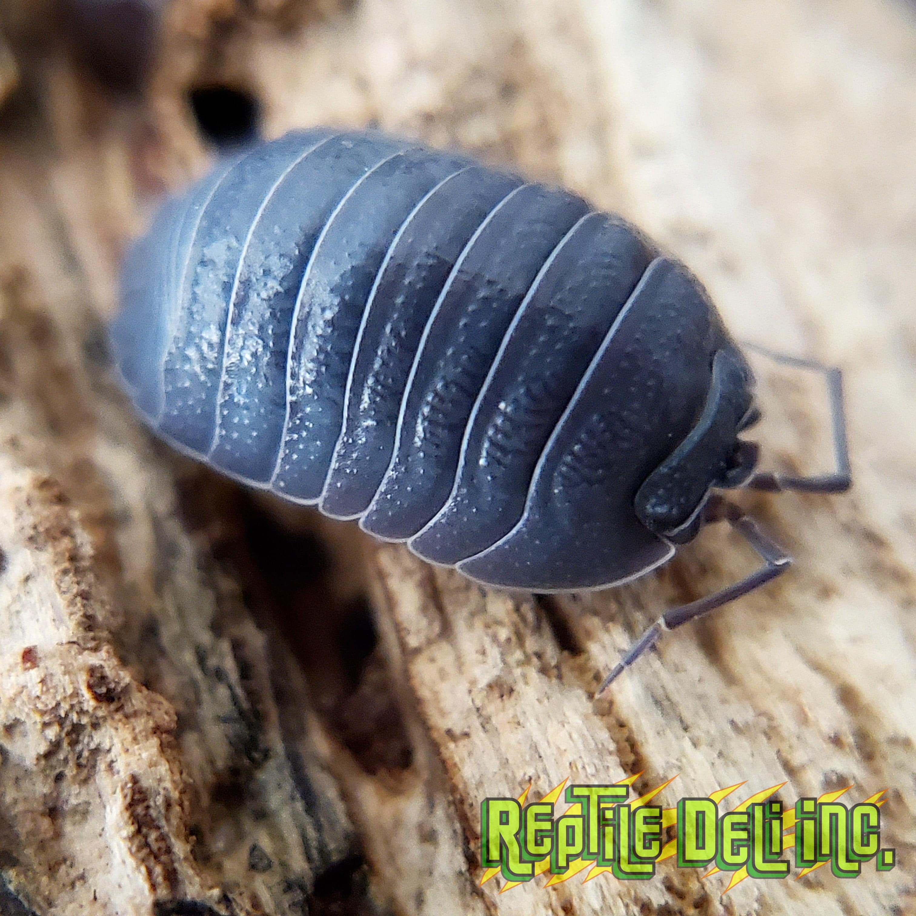 Armadillidium C.F. Frontirostre Isopods(10 Count) - Reptile Deli Inc.