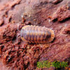 Red Tiger - Cubaris Isopods (6 Count) - Reptile Deli Inc.