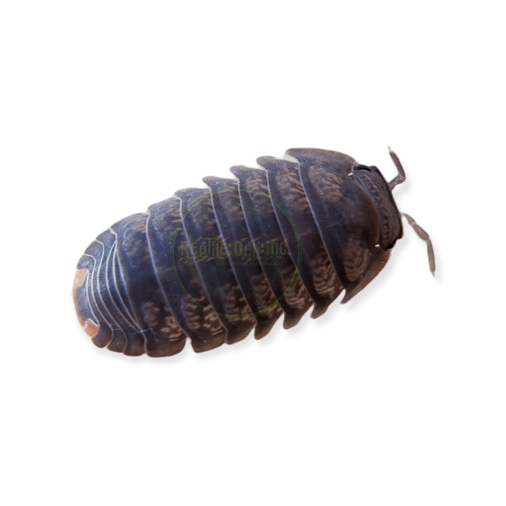 Little Sea - Cubaris Murina Isopods (12 Count) - Reptile Deli Inc.