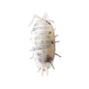 Dairy Cow - Porcellio Laevis Isopods (12 Count) - Reptile Deli Inc.