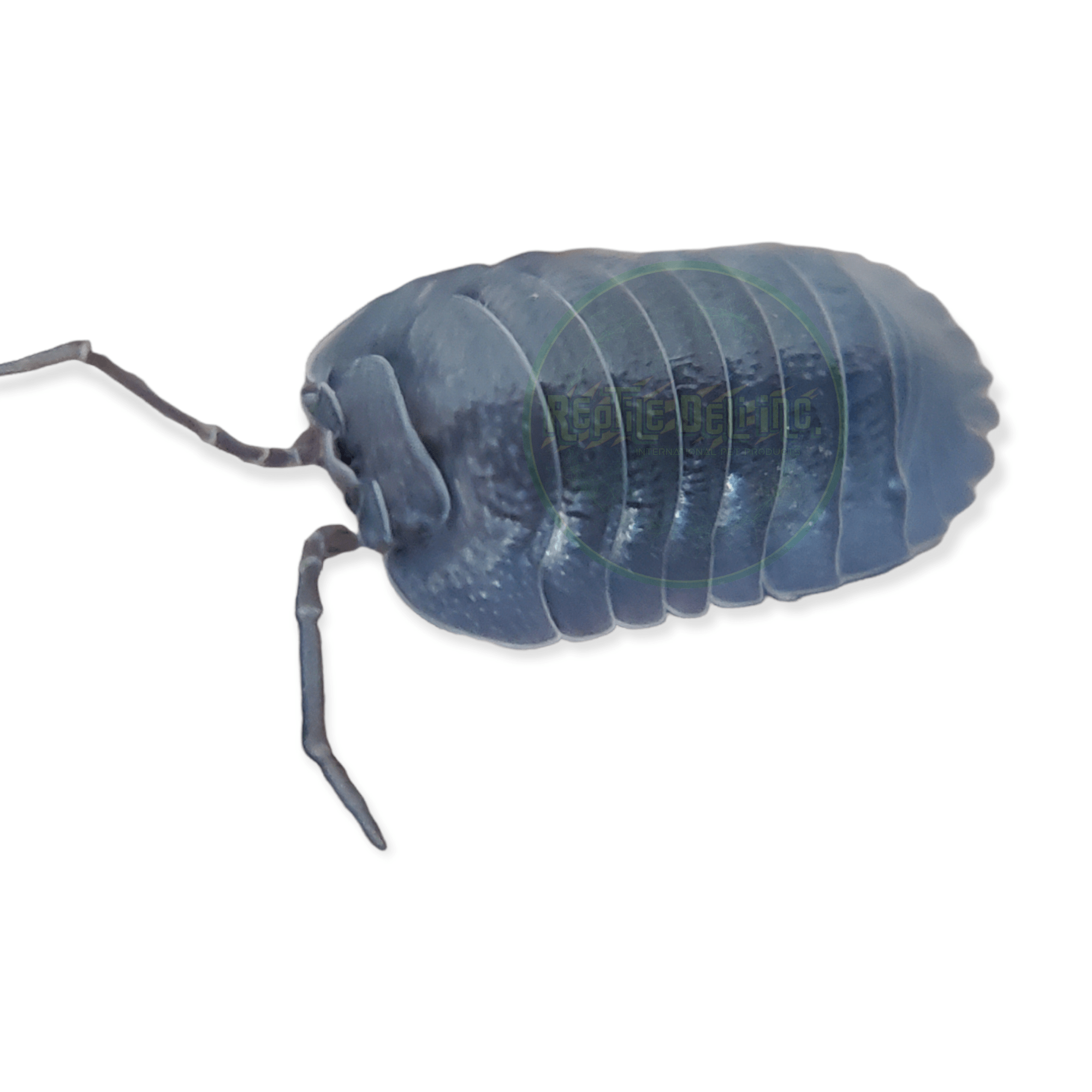 Armadillidium C.F. Frontirostre Isopods(10 Count) - Reptile Deli Inc.