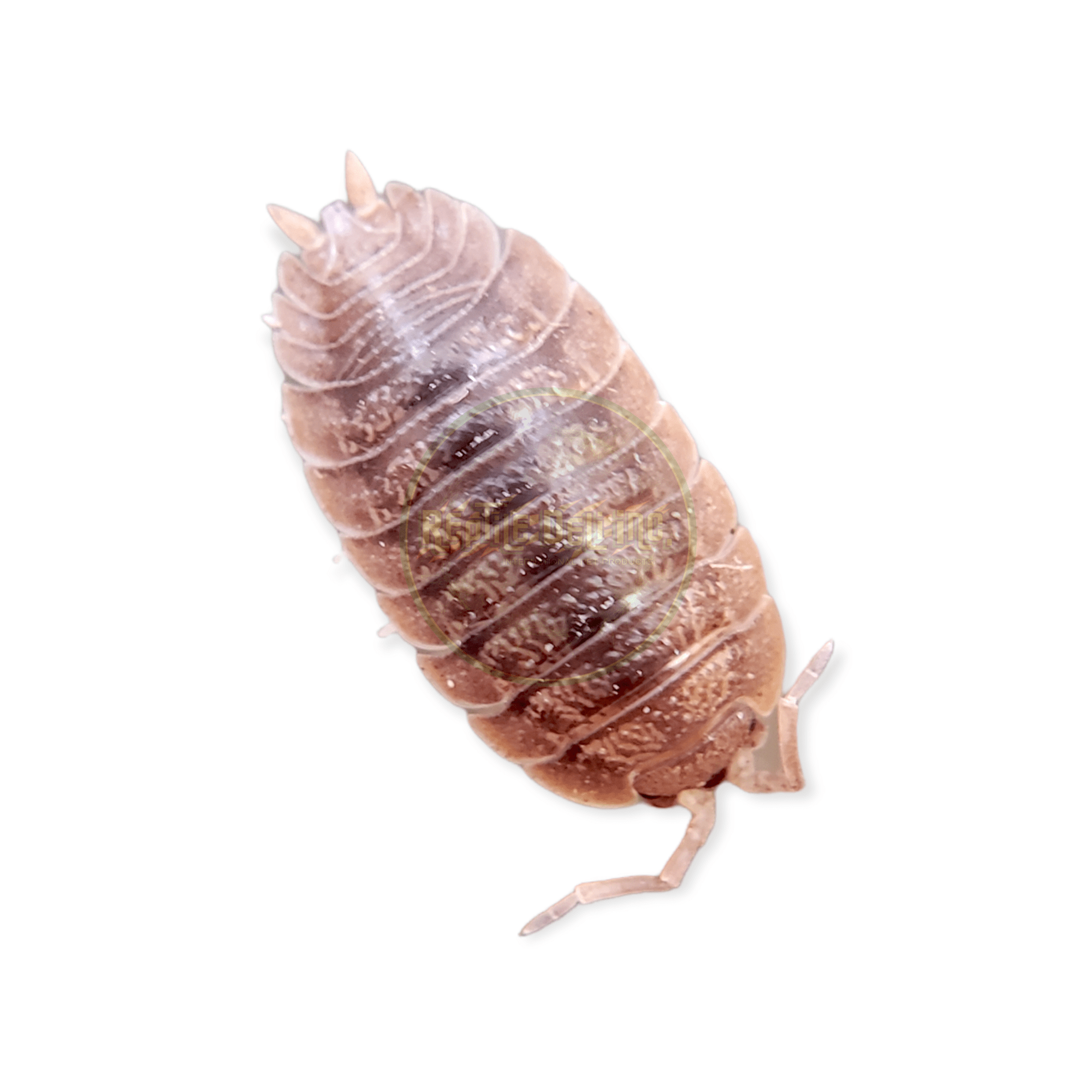 Giant Canyon - Porcellio Dilatatus Isopods(12 Count) - Reptile Deli Inc.