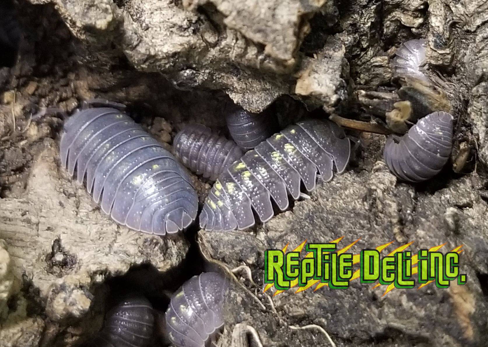 Armadillidium Granulatum (12 Count) - Reptile Deli Inc.