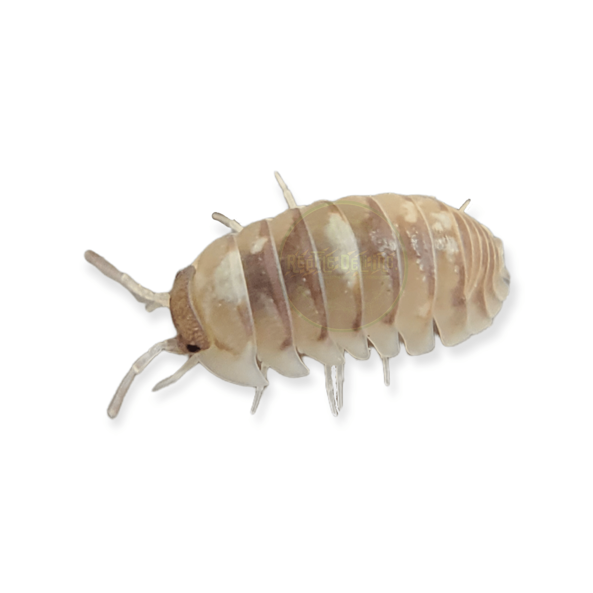 SP. Marbleized Isopods (12 Count) - Reptile Deli Inc.