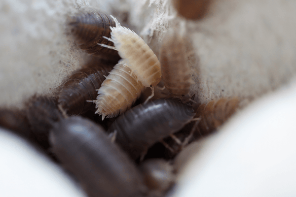 Marbled / California Mix- Porcellio Laevis Isopods | Reptile Deli Inc.