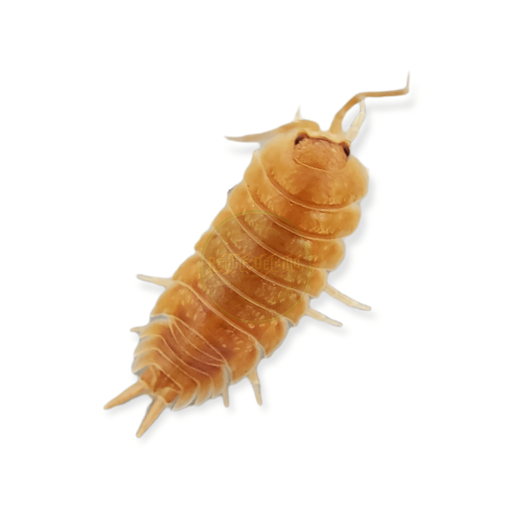 Orange - Porcellio Laevis Isopods (12 Count) - Reptile Deli Inc.