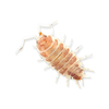 Orange Cream - Porcellionides Pruinosus Isopods (12 Count) - Reptile Deli Inc.