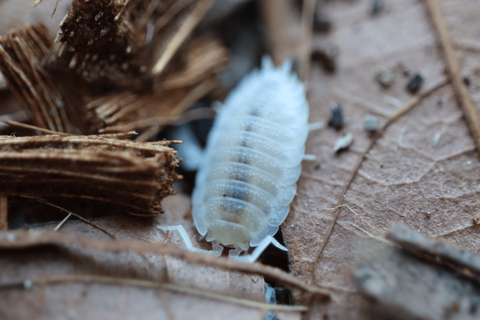 Ghost - Porcellio Scaber Isopods (12 Count) - Reptile Deli Inc.