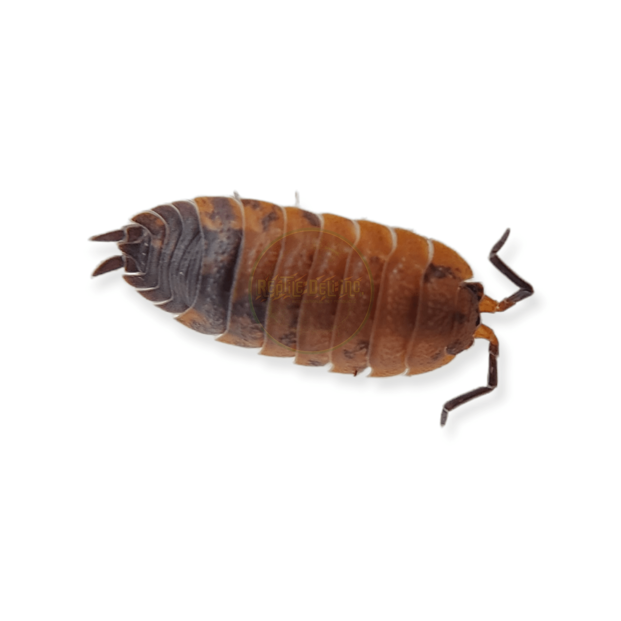 Ghost Lave - Porcellio Scaber Isopods (12 Count) - Reptile Deli Inc.