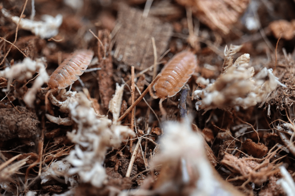 Orange- Porcellio Scaber Isopods (12 Count) - Reptile Deli Inc.