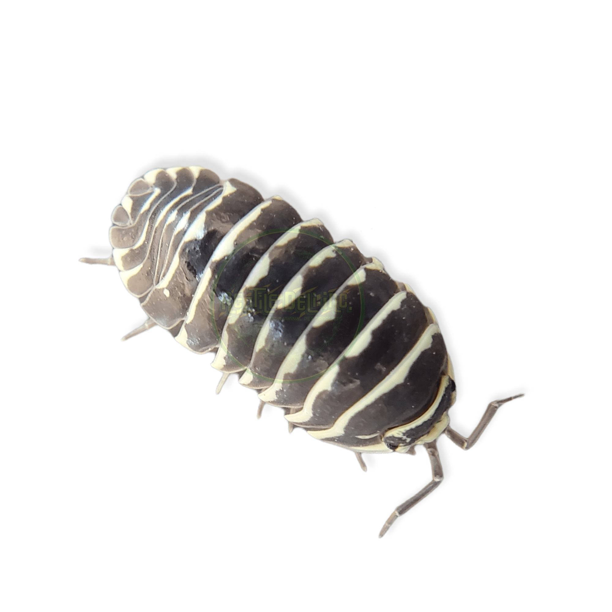 Zebra - Armadillidium Maculatum (12 Count) - Reptile Deli Inc.