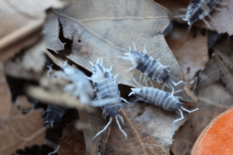 Oreo Crumble - Porcellionides Pruinosus Isopods (12 Count) - Reptile Deli Inc.