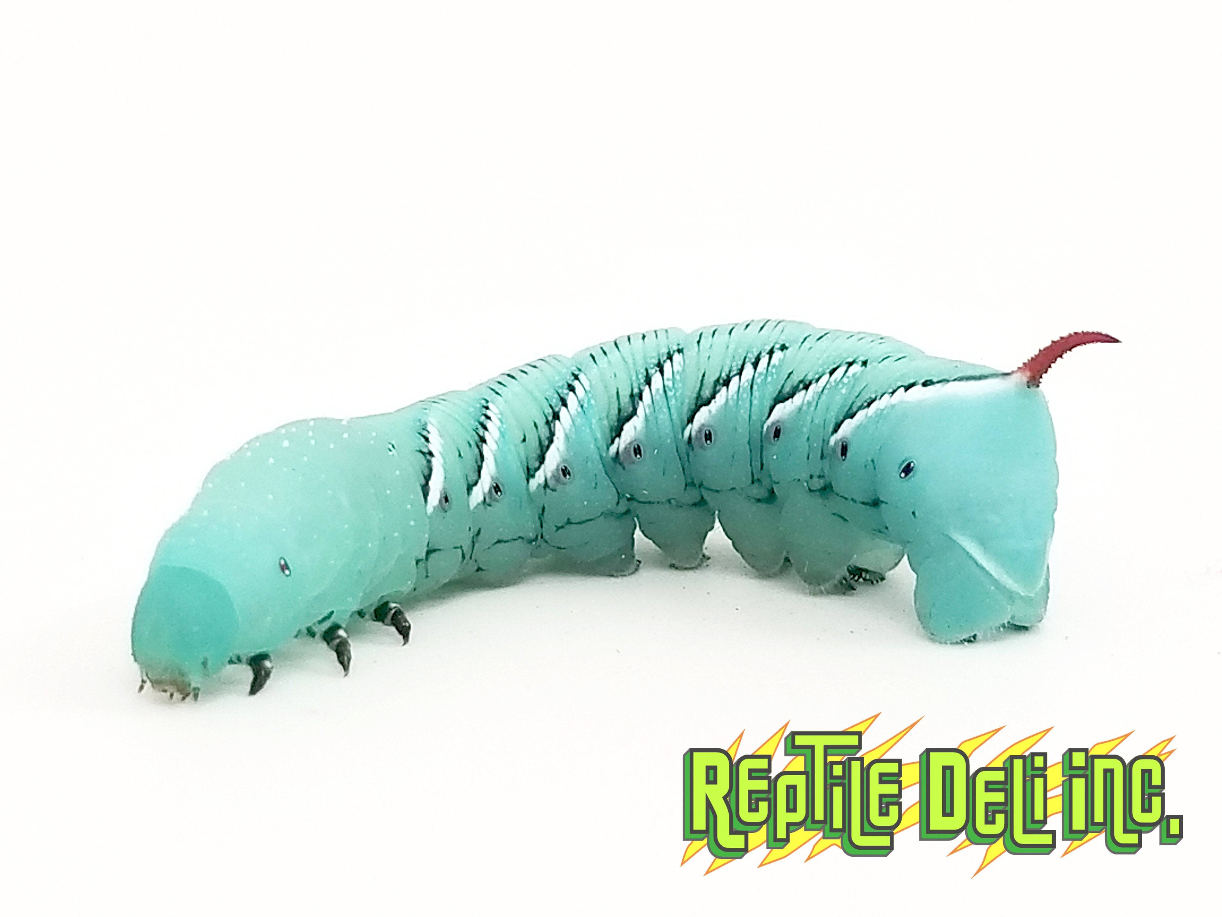 Hornworm Cups - Goliath Worms - Large - Reptile Deli Inc.