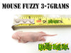 Frozen Mouse - Fuzzy - Reptile Deli Inc.