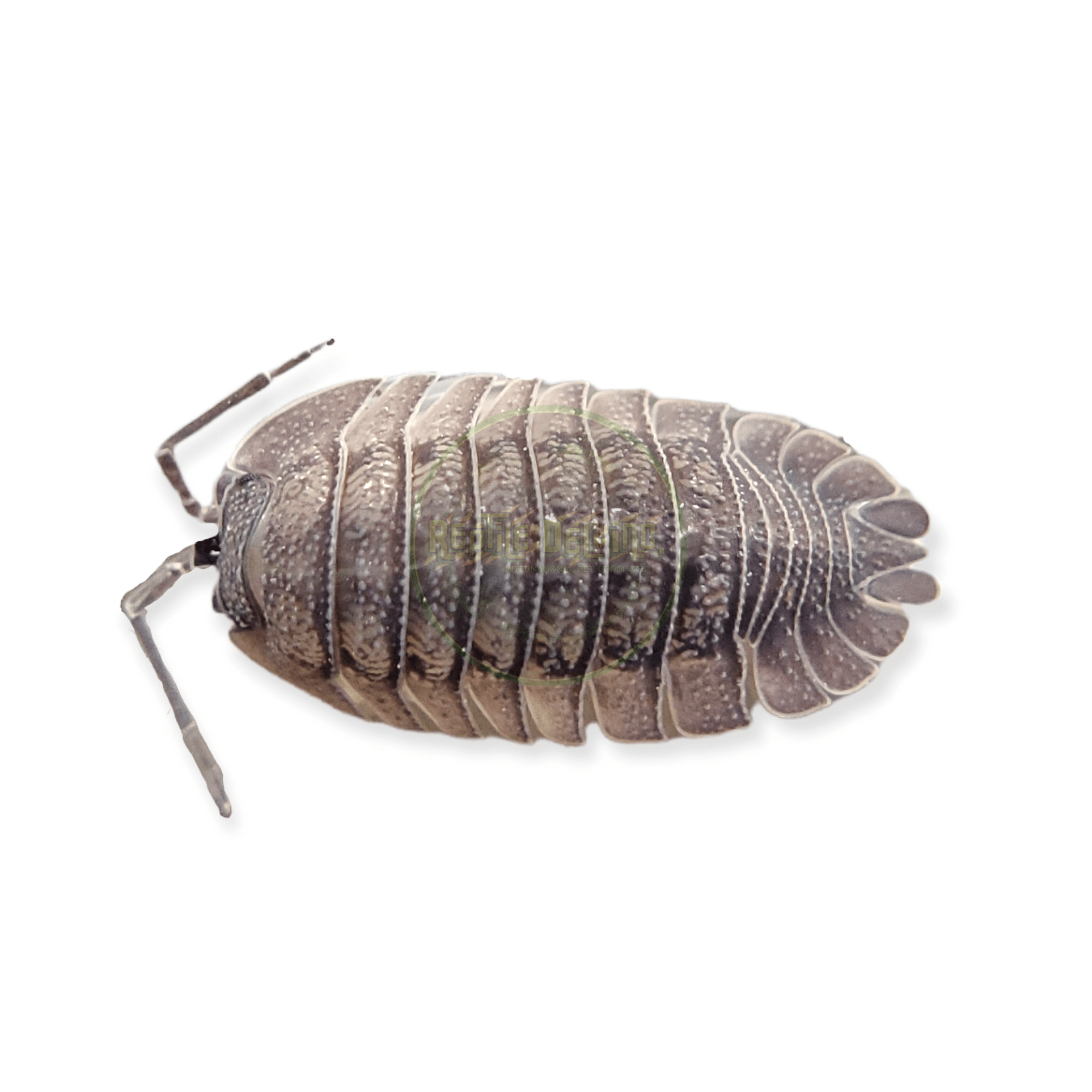 Armadillidium Paraccae Isopods (12 Count) - Reptile Deli Inc.