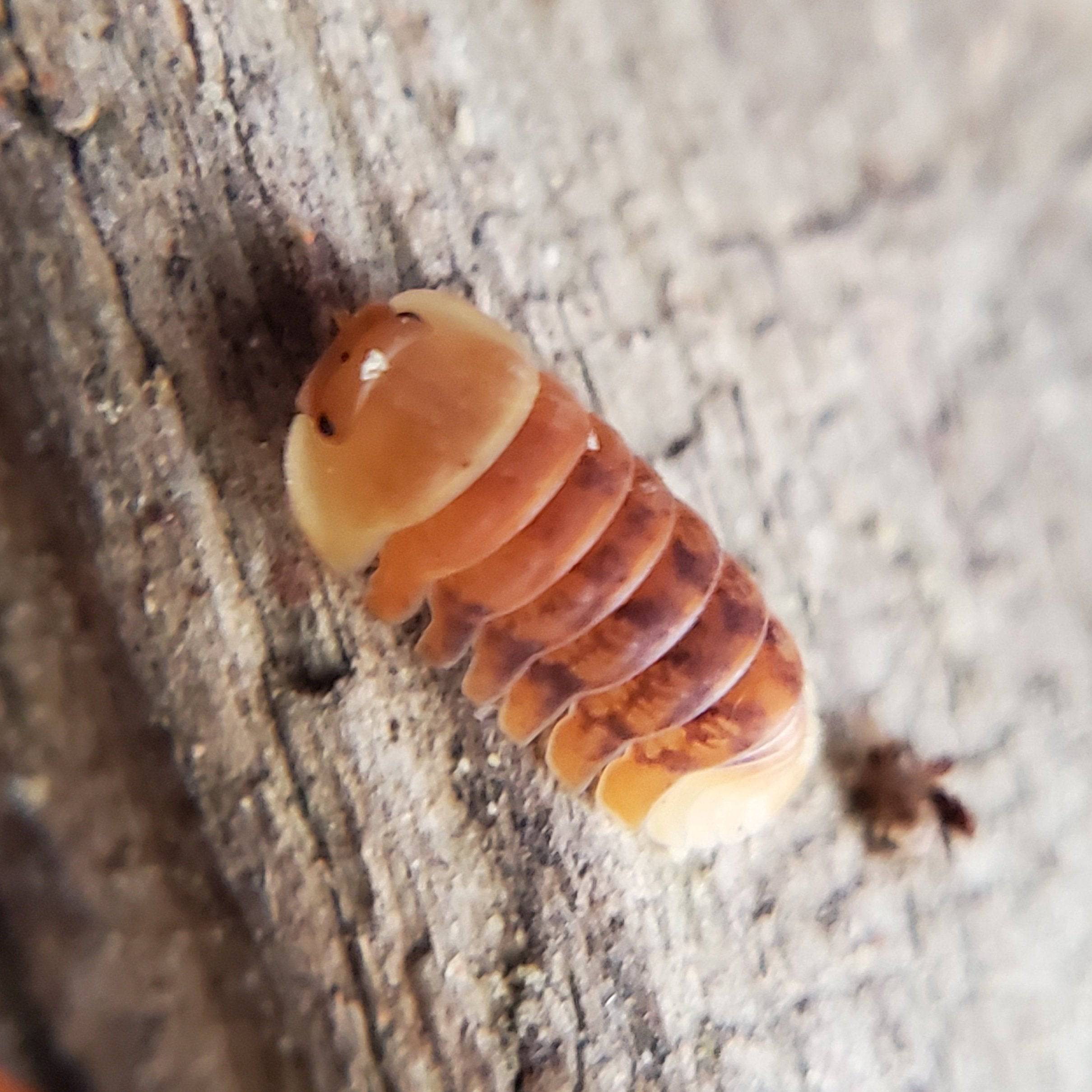 Pink Ducky - Cubaris Isopods (6 Count) - Reptile Deli Inc.