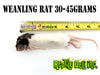 Frozen Rat - Weanling - Reptile Deli Inc.